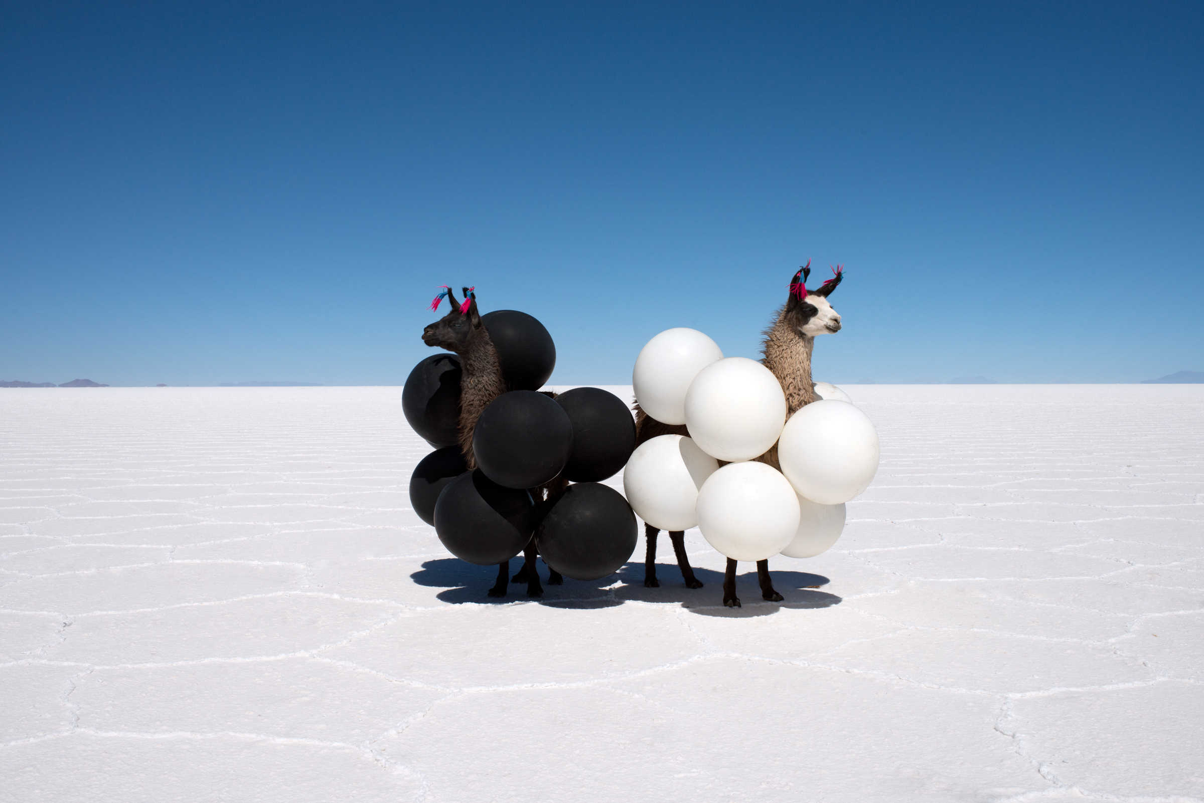 Llama-Black-and-White-Balloons