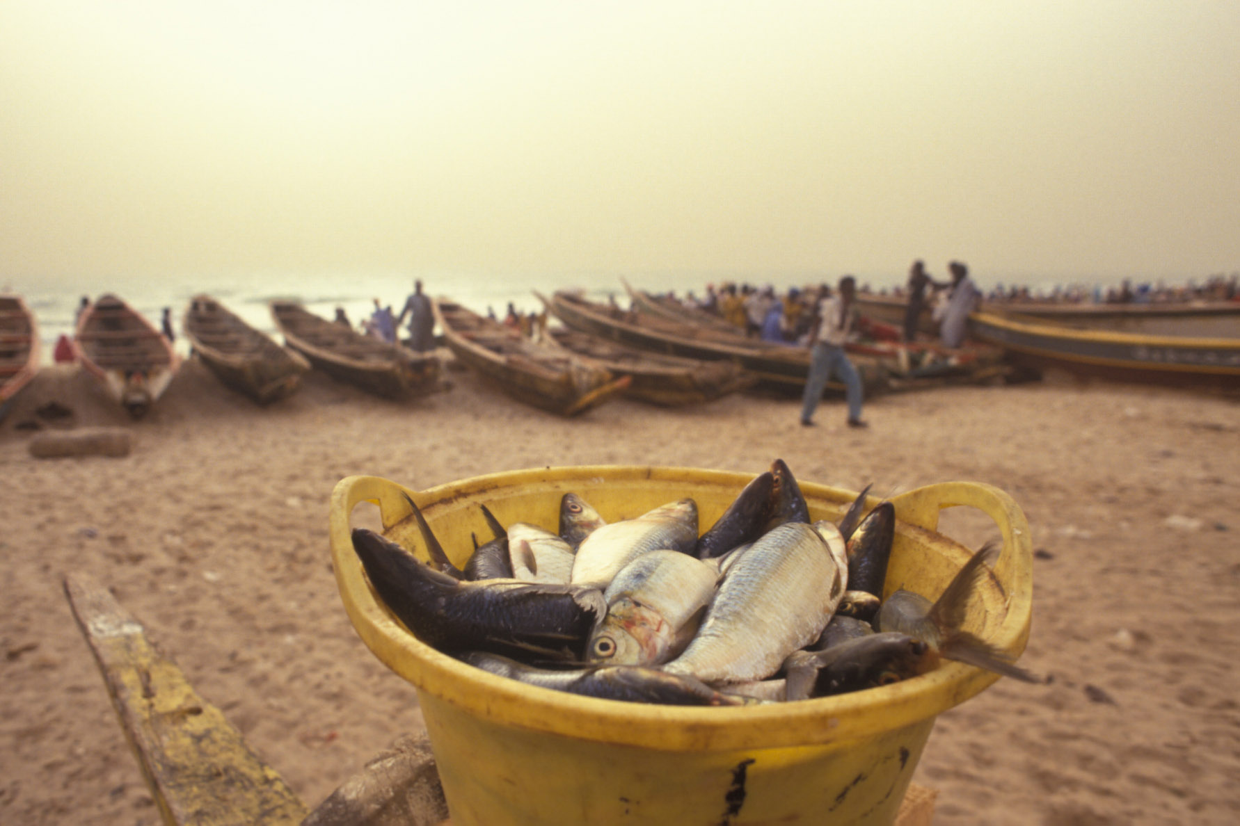 Freshly caught fish are laid out for sale on the beach at Nouakchott.The price of fresh fish fluctuates a lot over the year, as well as during the day. - - Integrated Development of Artisanal Fisheries (IDAF). The Programme for Integrated Development of Artisanal Fisheries in West Africa (IDAF), is run by the Food and Agriculture Organization of the United Nations (FAO).With headquarters in Cotonou, it is financed by the Danish International Development Agency (DANIDA) and the government of Norway. IDAF assists government departments and development agencies with the implementation of field projects that are identified, planned, and carried out with the full participation of the local population. Technical and organisational support is provided by nationally staffed Fisheries Development Units. The Programme disseminates information and organises training courses, workshops and seminars. Specialists and participants from associated countries, regularly meet to discuss ideas and strategies. Project activities may vary from improving boats and gear to providing drinking water and health care. The IDAF network covers all aspects of fisheries, including research and technology. By 1990, twenty countries from Mauritania to Angola, had taken part in the Programme.