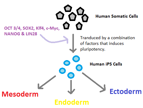 Overview_of_iPS_cells