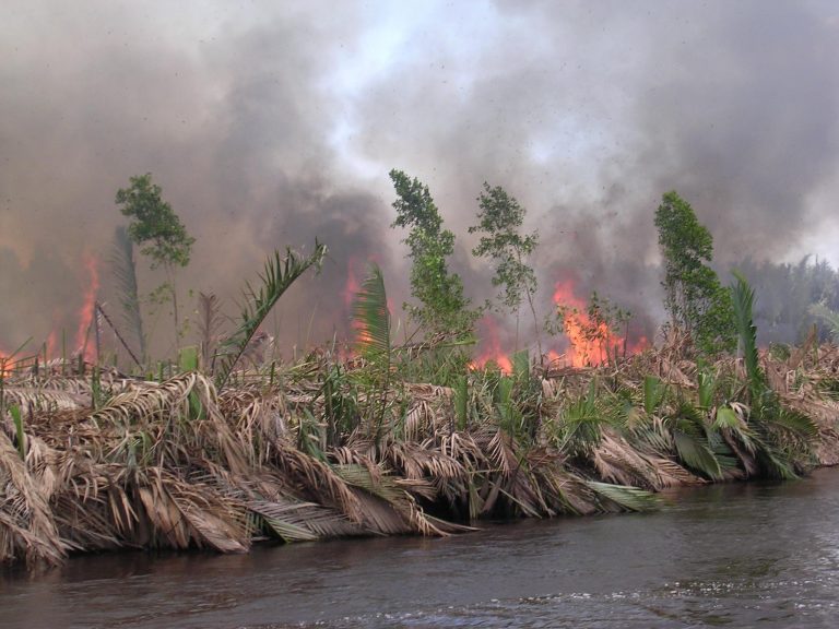 burning peatland in kalimantan, indonesia (pieter van eijk)