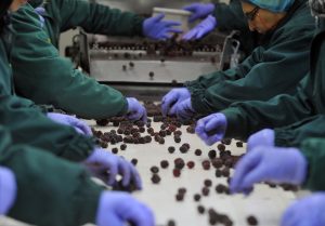 11 November 2015, Zavlaka, Serbia - Employees sorting fresh blackberries as they move along the production line at Frikos factory. FAO project: OSRO/SRB/401/EC - Agricultural and Food Security Emergency assistance to flood affected small-scale farmers in Serbia 2014/2015 