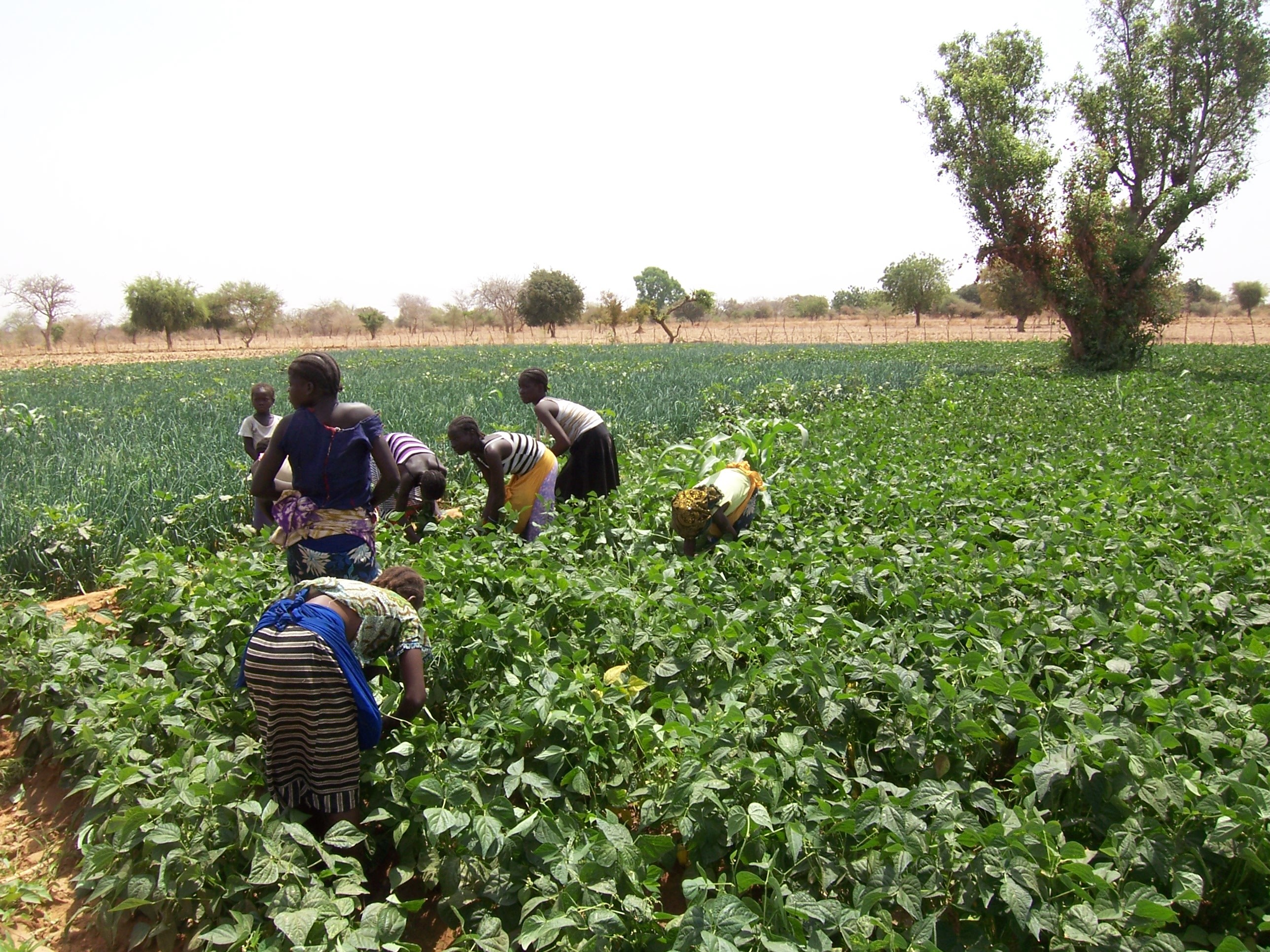 farmers in Burkina Faso