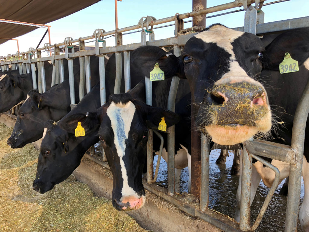 FILE PHOTO: Cows feed at Mancebo Holsteins in Tulare, California, U.S., July 24, 2018. REUTERS/Jane Ross/File Photo - RC166F9E3000
