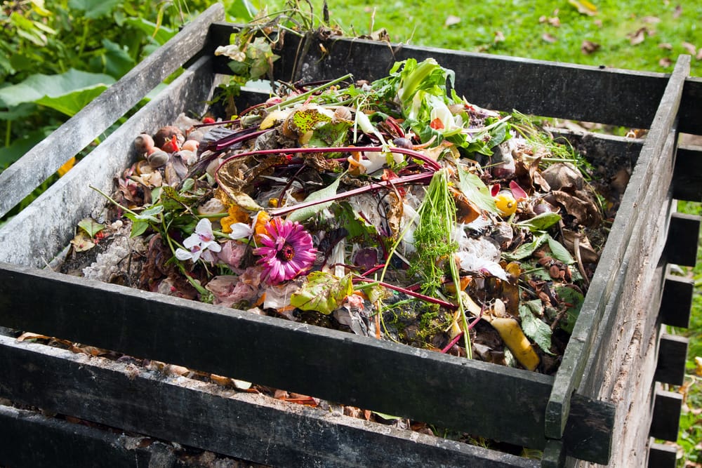 In the Photo: Compost Heap.