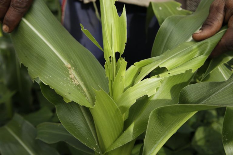 A maize plant affected by fall armyworm