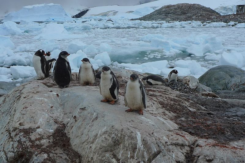 How You Can Watch Penguins From Home And Help Save Antarctica Impakter