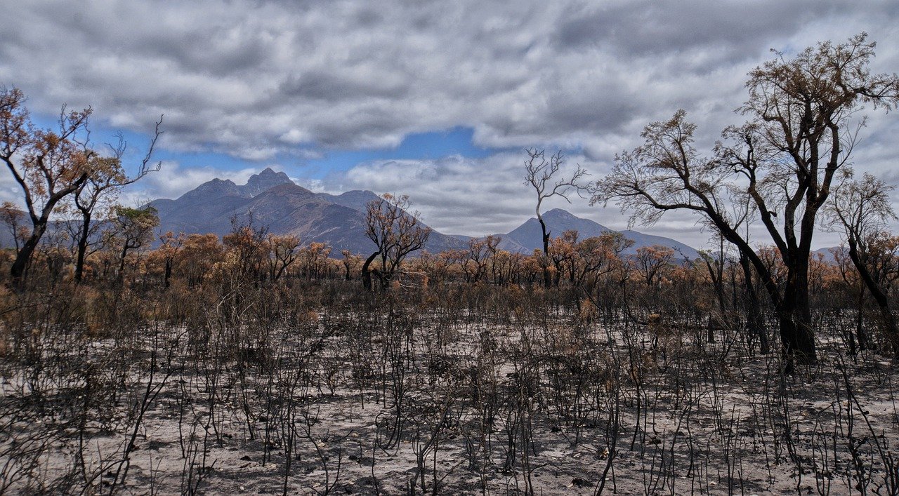 In the Photo: Bushfires, Photo Credit: Terri Sharp/PixaBay