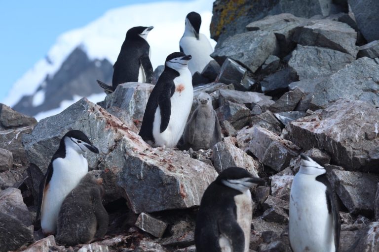 Some penguin species are adapting to warmer temperatures, while other populations are declining. 