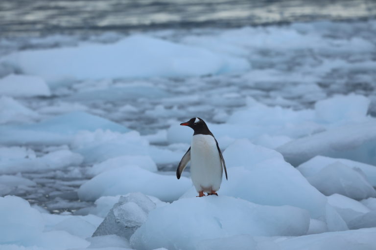 As krill populations decline, some penguins are relying on new food sources, including fish and squid.