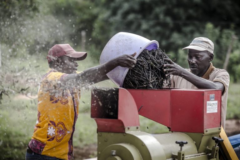 Members of a farmers cooperative remove green gram shell in Kenya. 