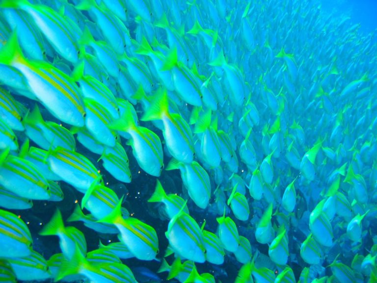 School of yellow snappers