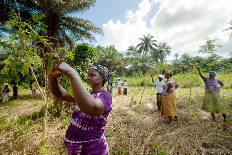 Rural Women's Cooperative Guinea encourage sustainable development