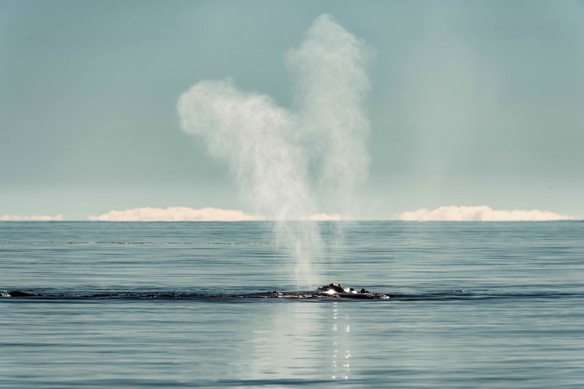 The unique v-shaped blow of a North Atlantic right whale (Eubalaena glacialis), one of the rarest of all marine mammal species. Bay of Fundy, Canada.