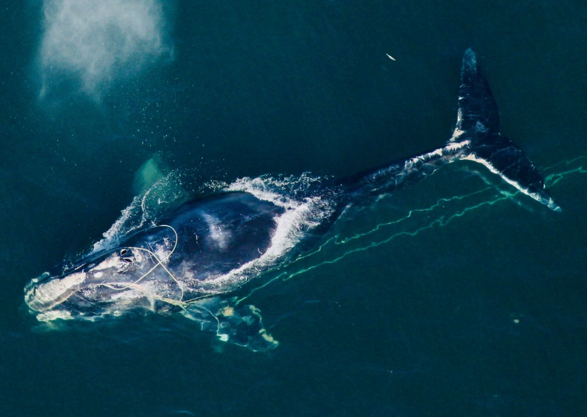 North Atlantic right whale