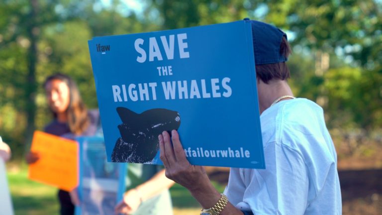 Save the right whales