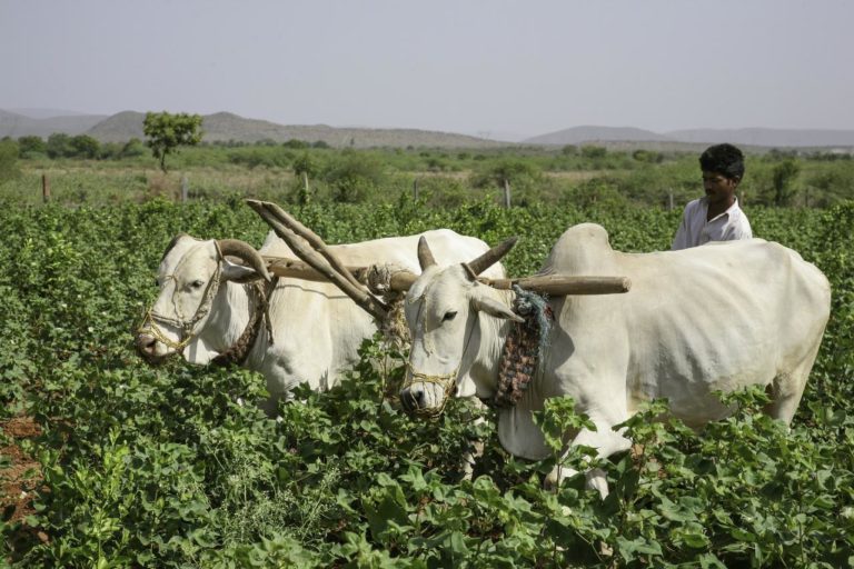Indian Farmer Organic cotton