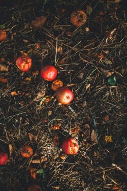 Rotting apples, food waste, food loss