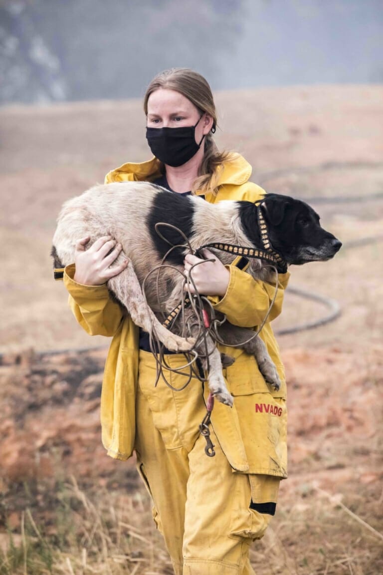 Woman saving an animal from a natural disaster