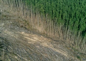 The Battle for the Amazon Rainforest: Are the “Lungs of the Earth” Collapsing?