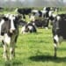A Novel Way To Cut Greenhouse Gas Emissions: Train Cows to Use the Toilet