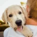 The Benefits of Pets on Our Mental and Physical Health