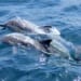 Faroe Islands Sees Record 1,400 Dolphin Deaths