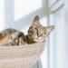 4 Easy Ways to Become an Eco-Friendly Cat Owner