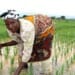 Reimagining Generational Gaps to Transform Africa’s Agri-food Systems