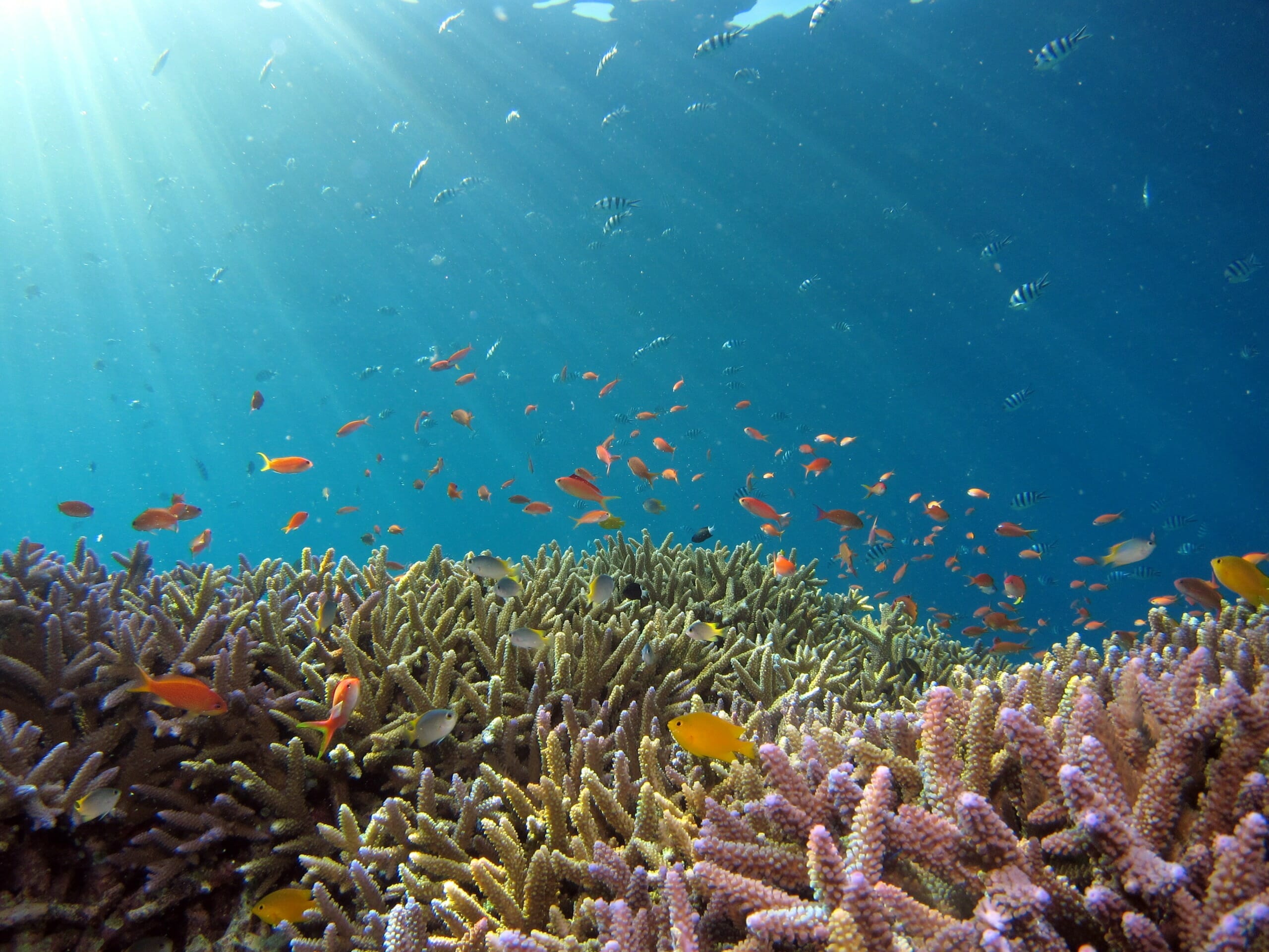 Why Coral Reefs Need All Our Attention - Impakter