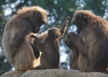 Biodiversity, A family of monkeys sitting together