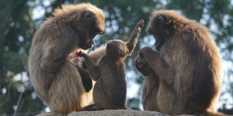 Biodiversity, A family of monkeys sitting together