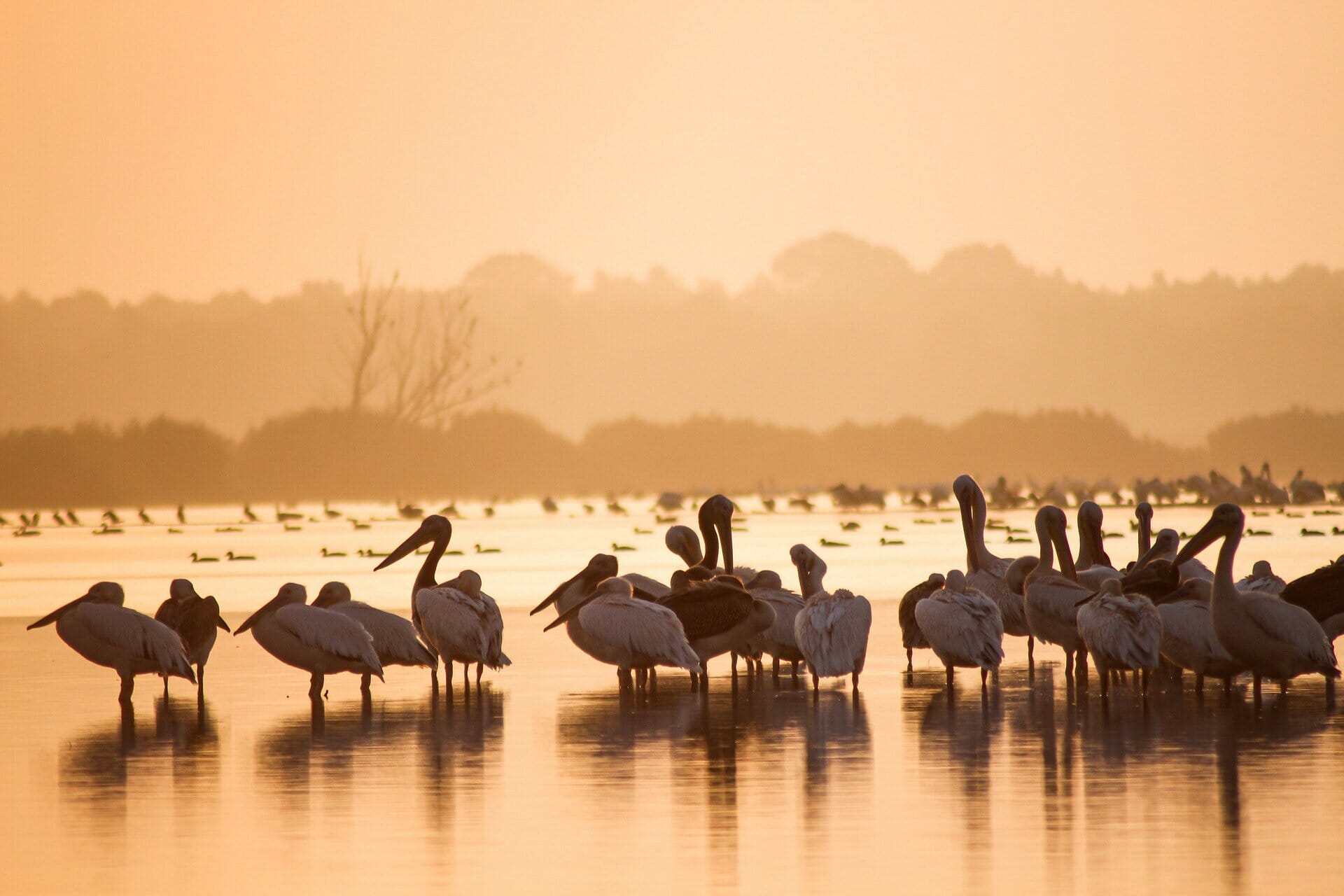 Group of white pelicans in front of a sunset, our biodiversity