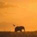 Elephant in the wild of Africa