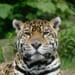 jaguar staring at camera