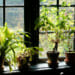 How Indoor Gardening Can Boost Our Mental and Physical Health 