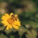 Plants That Help Protect Bees