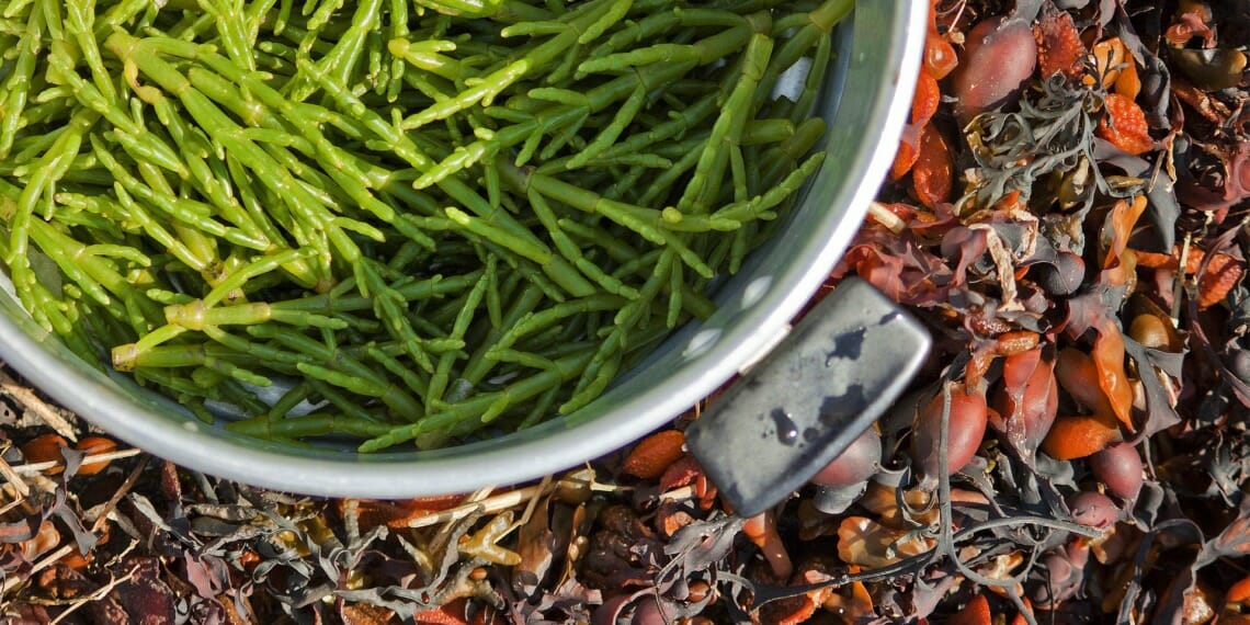 Foraged Samphire. Andy Ballard via Pixabay https://pixabay.com/photos/samphire-foraging-nature-1164952/