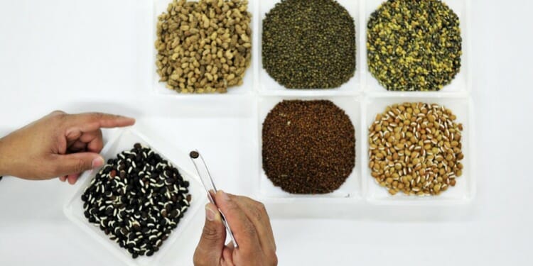 Assortment of seeds on a white background.  By CIAT via Flickr