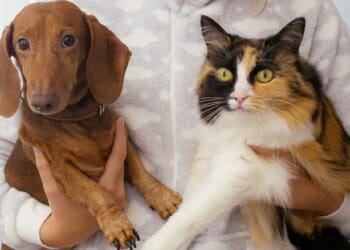 Pets and the Pet Industry During the Covid Era