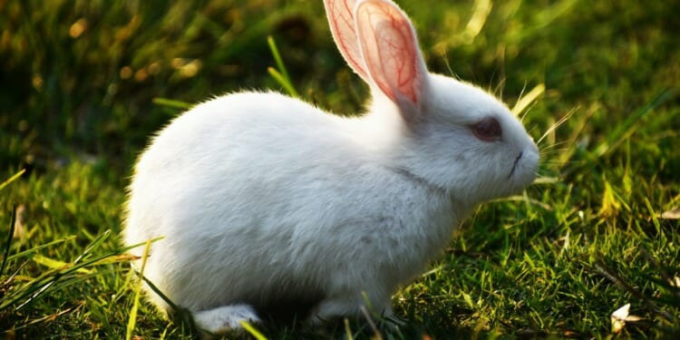 White Rabbits are often used for animal testing. Credit Mehedi Hasan from Pexels