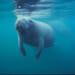 Why Florida’s Manatee Population Is Endangered Again