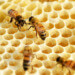 Bees on a honeycomb