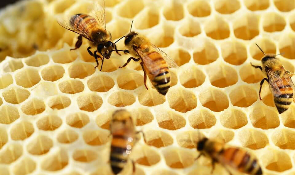 Bees on a honeycomb