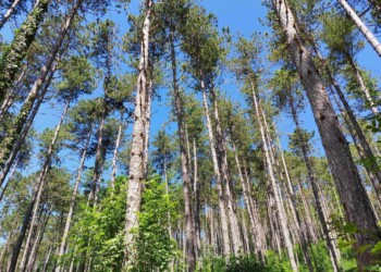 When Tree Planting Doesn’t Help Fight Climate Change