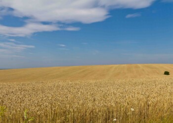 Ukraine War: Global Food Security at Risk, says FAO