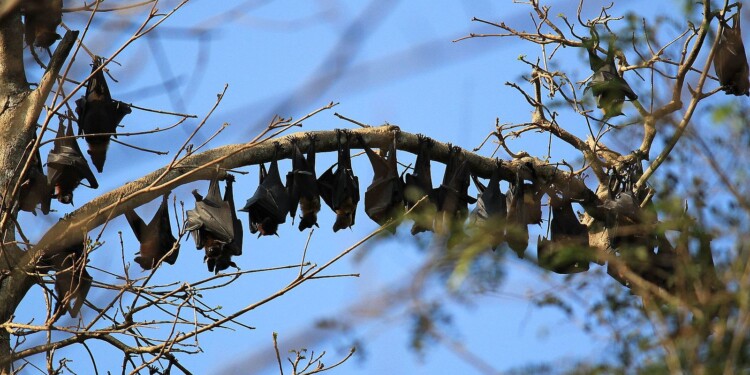 In the Photo: Bats hanging from Trees 
Photo Credit: Wikimedia Commons