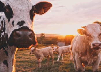 Alga Biosciences: Reducing Cow Burps To Help The Planet