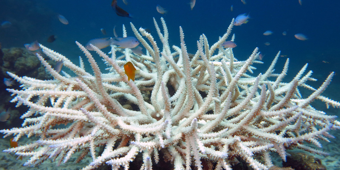In the Photo: Bleached Acropora Coral 
Photo Credit: Wikimedia Commons