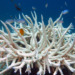 The Great Coral Bleaching of 2022: 91% of Reefs Affected