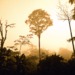 First the Amazon, Now the Congo Basin: Another Step Back in the Fight Against Climate Change